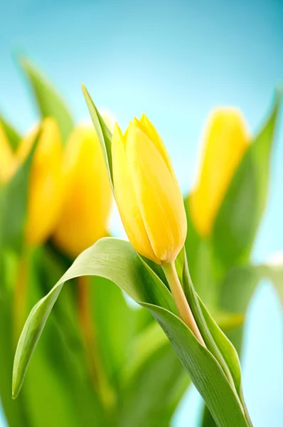 Tulip — Stock Photo, Image