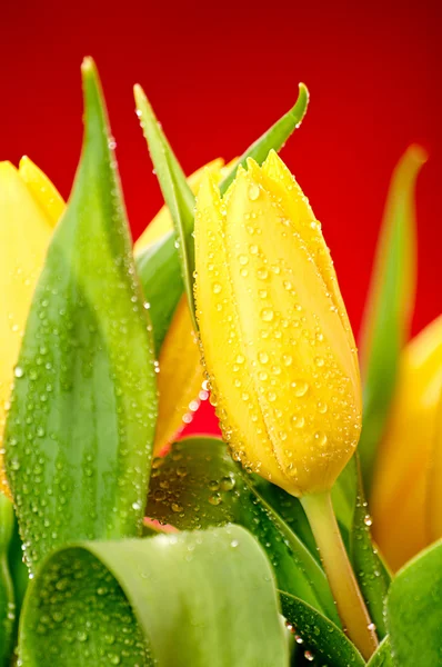 Tulips — Stock Photo, Image