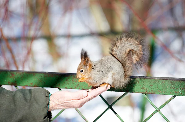 Eekhoorn eet — Stockfoto