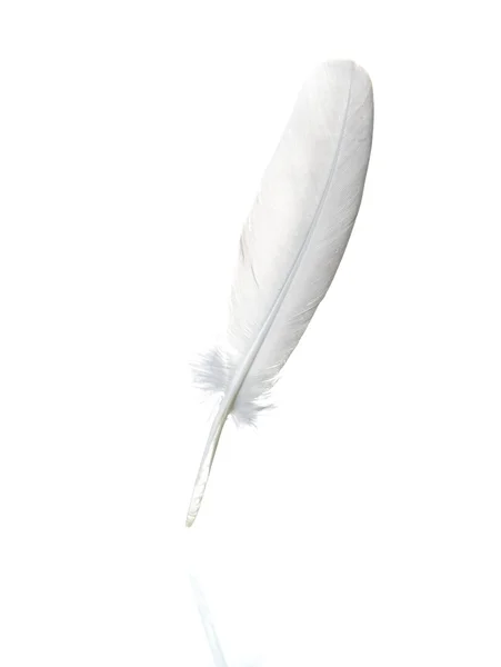 화이트 깃털 — 스톡 사진