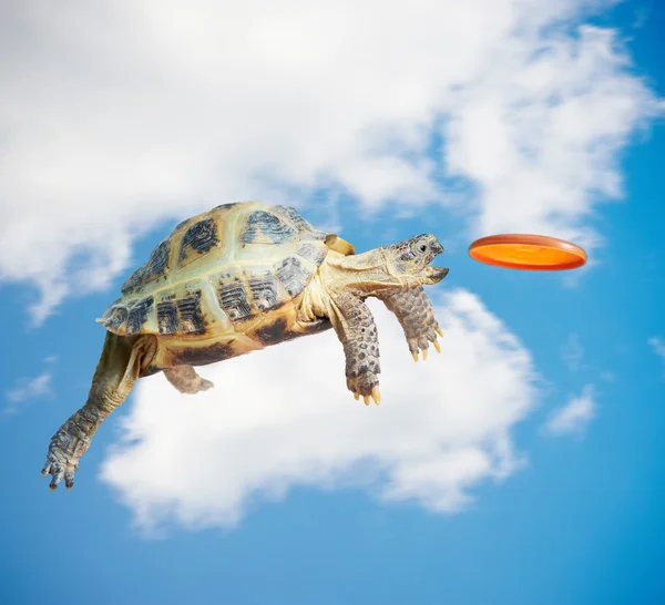 Черепаха ловит фрисби — стоковое фото