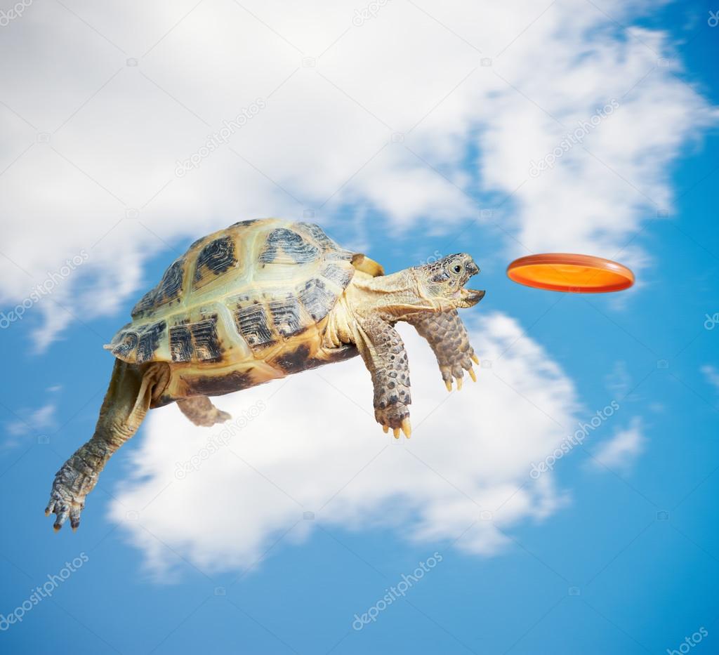 Turtle catches the frisbee