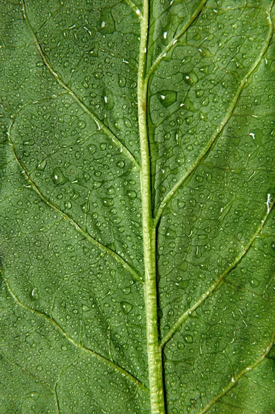 Water drops on green leaf — Stock Photo, Image