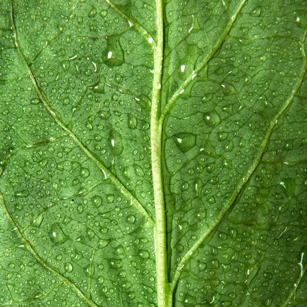 Water drops on green leaf — Stock Photo, Image