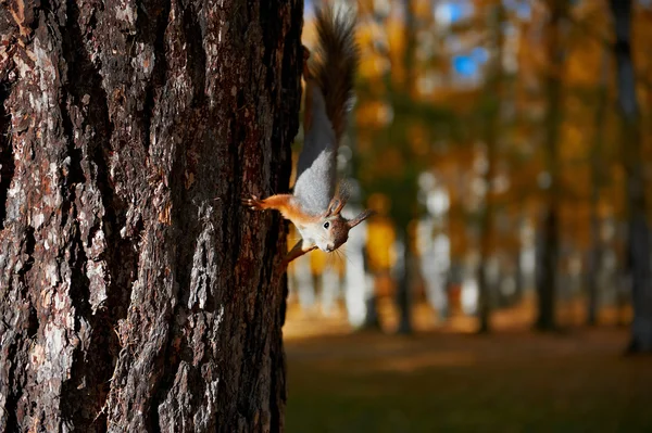 Σκίουρος κάθεται στο δέντρο — Φωτογραφία Αρχείου