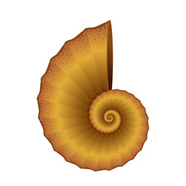 Deniz kabuğu deniz tarağı