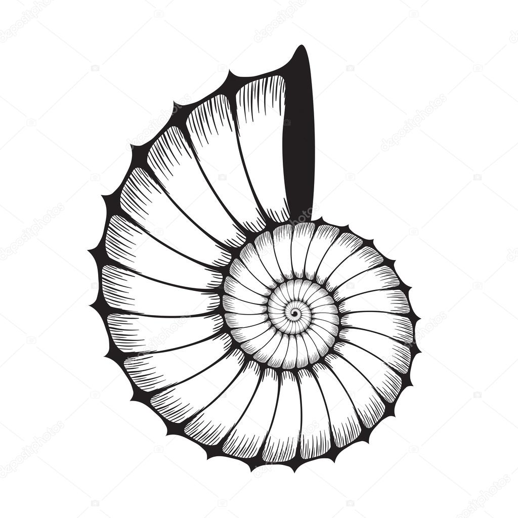 Sea shell clam
