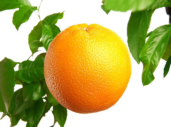 Orange — Stockfoto