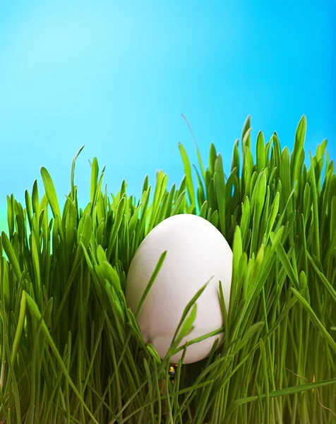Jajko w trawie — Zdjęcie stockowe