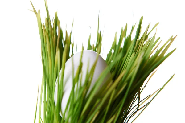 Яйцо в траве — стоковое фото