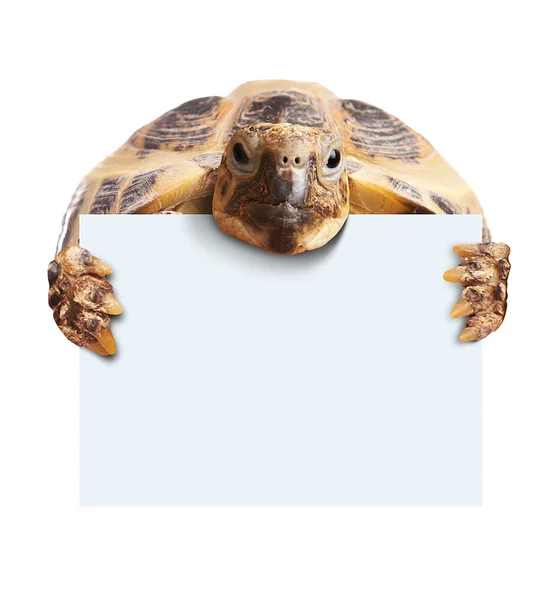 Schattige schildpad houden een leeg wit bord — Stockfoto