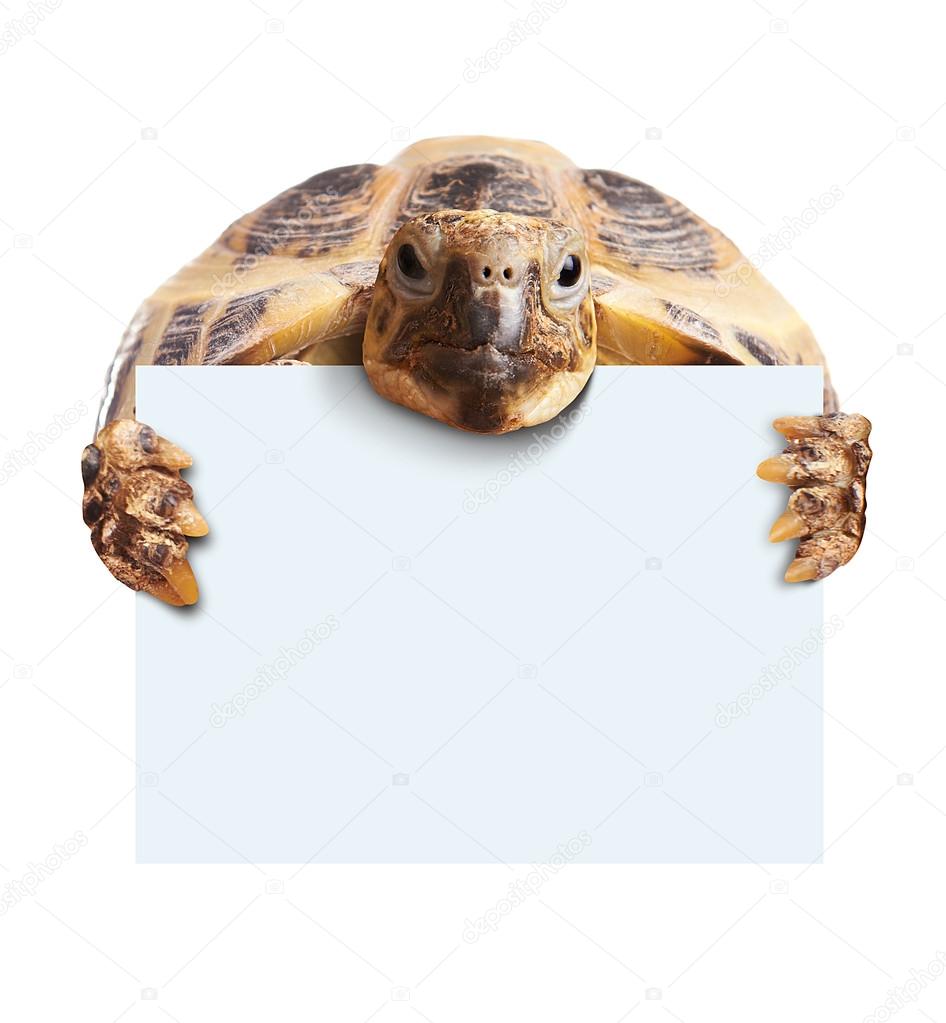 Cute turtle holding a blank white board