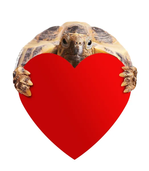 Tortue avec coeur sur blanc . — Photo