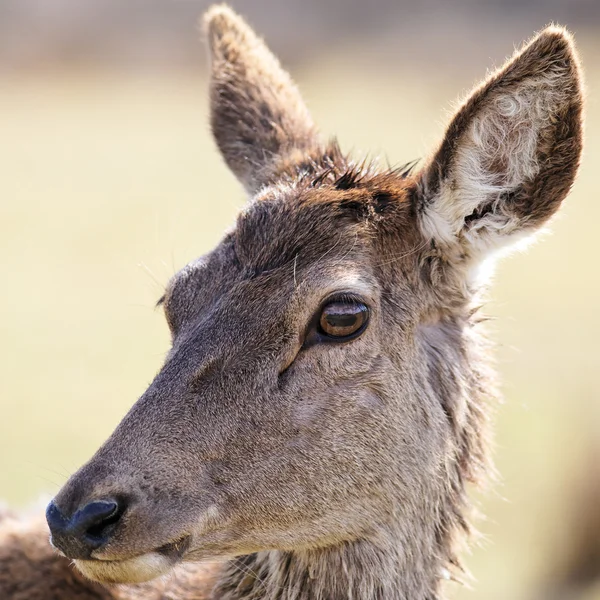 Portrait of wild doe — Stock Photo, Image