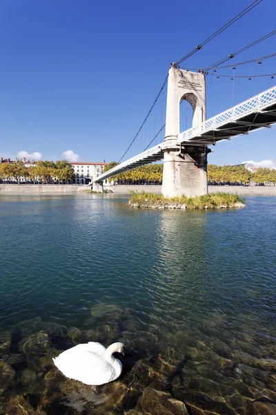 在罗讷河上的白色天鹅 — 图库照片