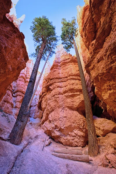 Bryce canyon träd — Stockfoto