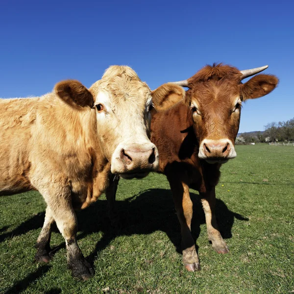 Porträt brauner Kühe — Stockfoto