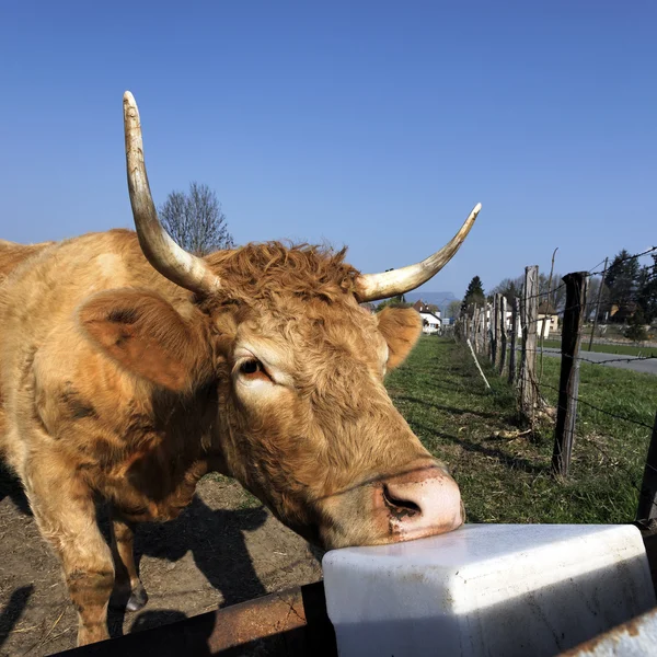 Eten koe — Stockfoto