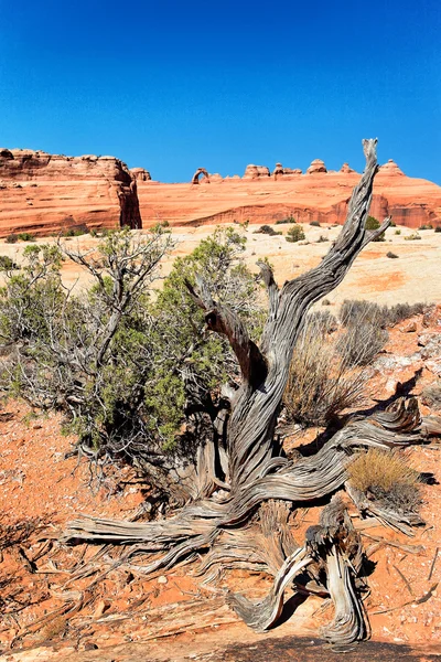 Albero morto — Foto Stock