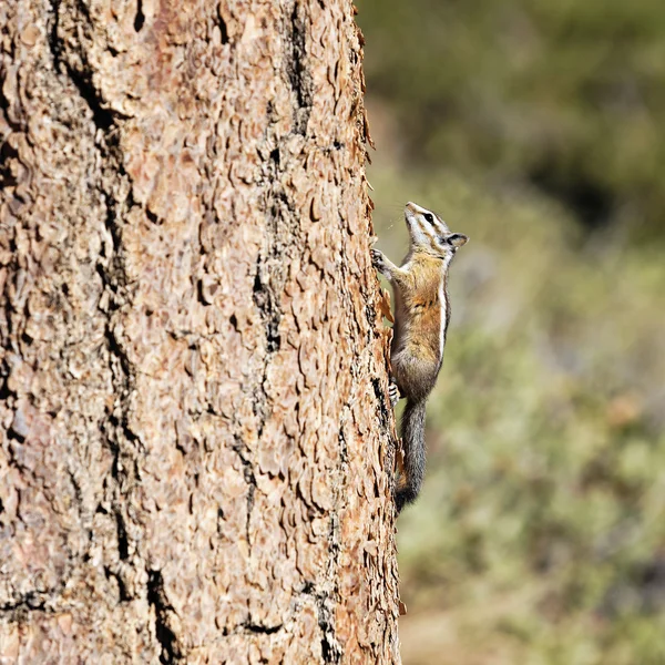 Ekorre — Stockfoto