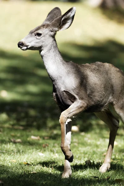 Schönes Rehkitz — Stockfoto