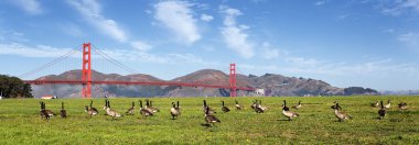 Panoramic gooses clipart