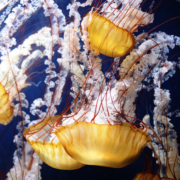 Sarı denizanası — Stok fotoğraf