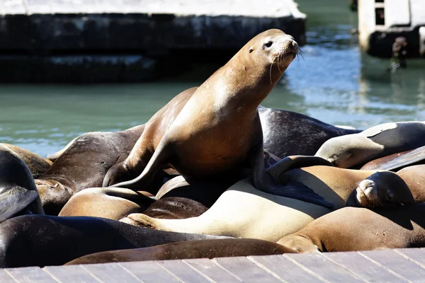 Sea lions — Stock Photo, Image