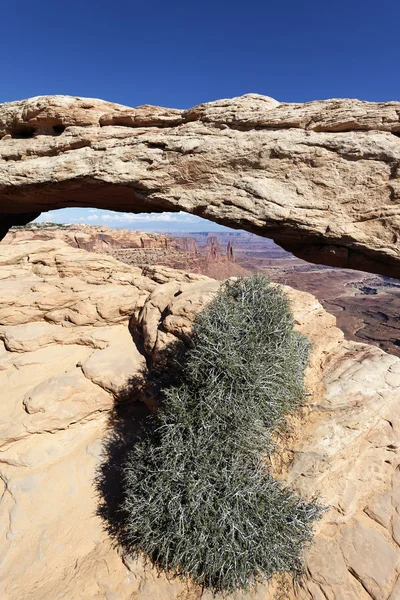 Vista vertical do Mesa Arch — Fotografia de Stock