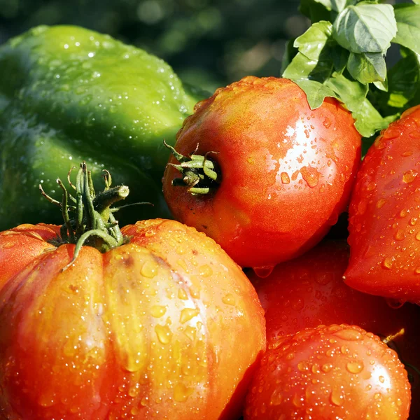 Vegetables square — Stock Photo, Image