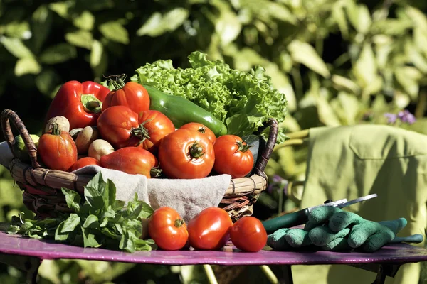 Vegetables on table in garden — Stock Photo, Image