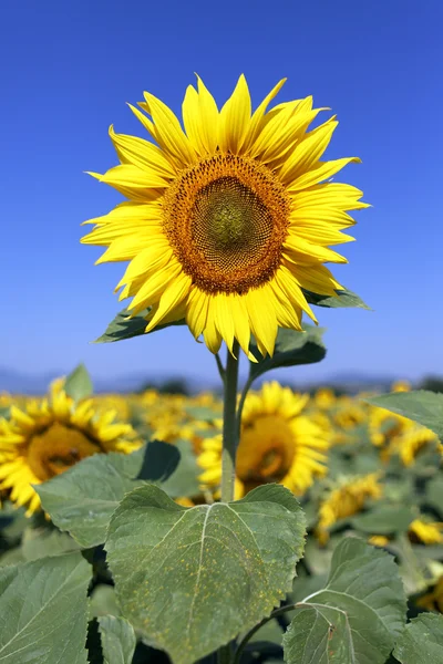 Solros fält i blå himmel — Stockfoto