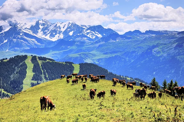 Vacas alpinas — Fotografia de Stock