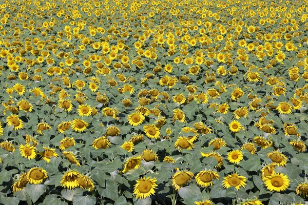 El campo de girasol — Foto de Stock