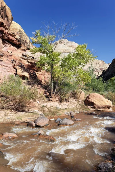 Rapids of the Virgin River — Stock Photo, Image