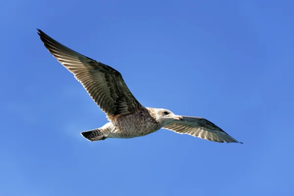 Flying seagull — Stock Photo, Image