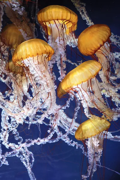 Medusas con agua azul del océano — Foto de Stock