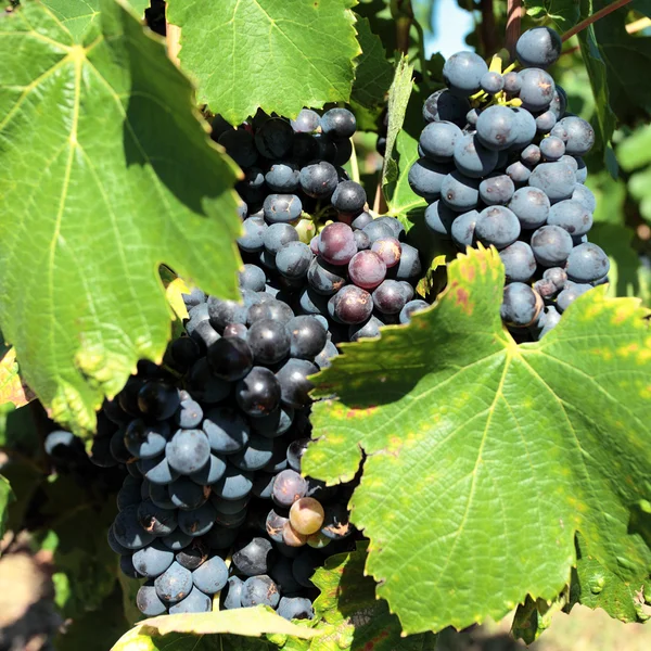 Uvas maduras-videira — Fotografia de Stock