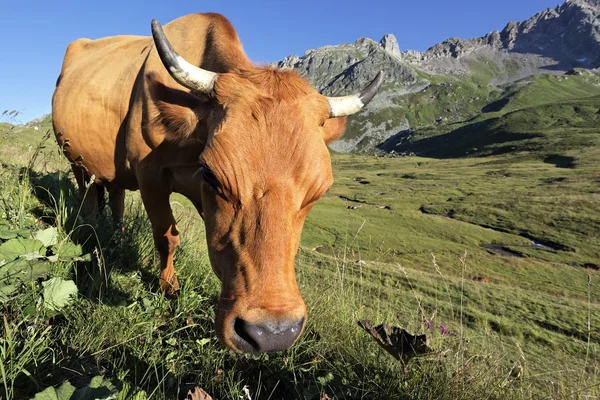 Koe in Franse Alpen — Stockfoto