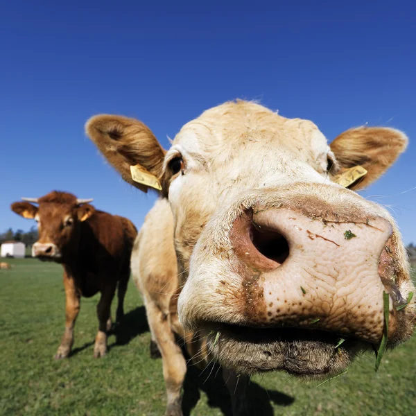 Cabeza de vaca marrón — Foto de Stock