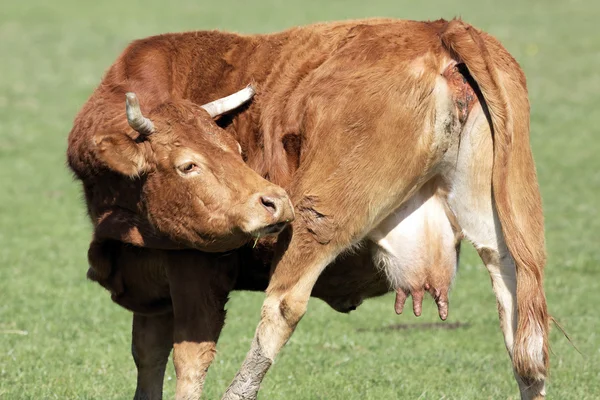 Bruin koe op groen gras — Stockfoto