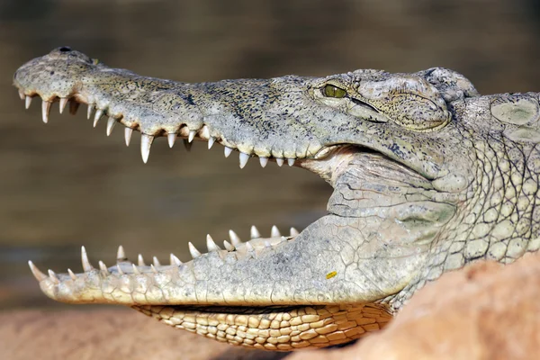 Grande cabeça de crocodilo — Fotografia de Stock