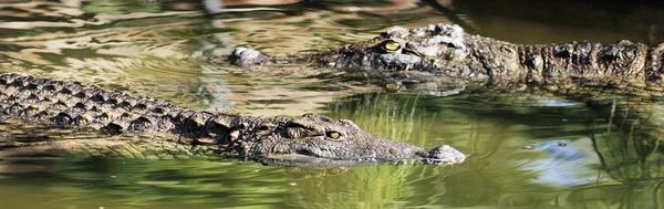 Dois crocodilos nadando — Fotografia de Stock