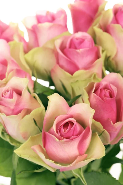 Vertical roses — Stock Photo, Image