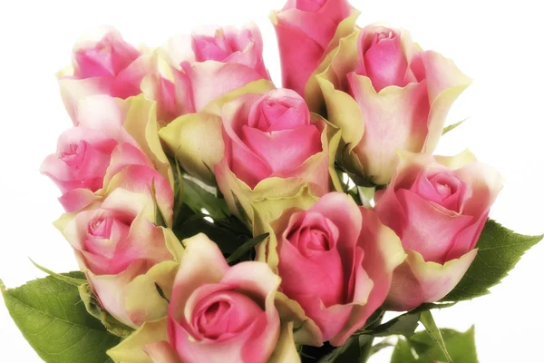Glamour glow roses — Stock Photo, Image