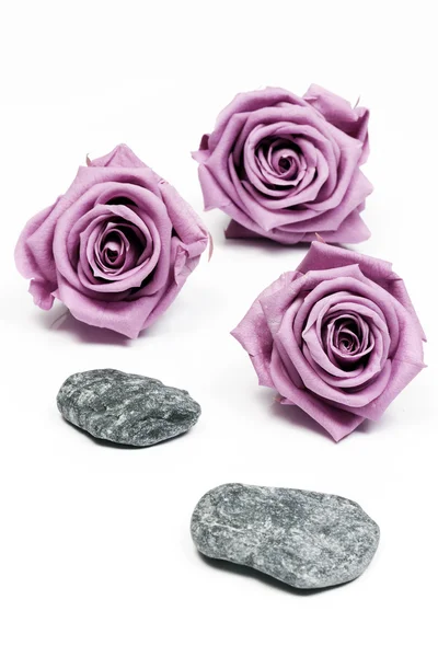 Rosa rosas e pedras — Fotografia de Stock