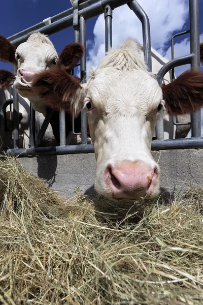 農地で牛の頭 — ストック写真