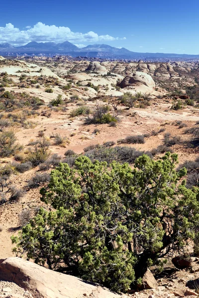 Verticale weergave van het arches national park — Stockfoto