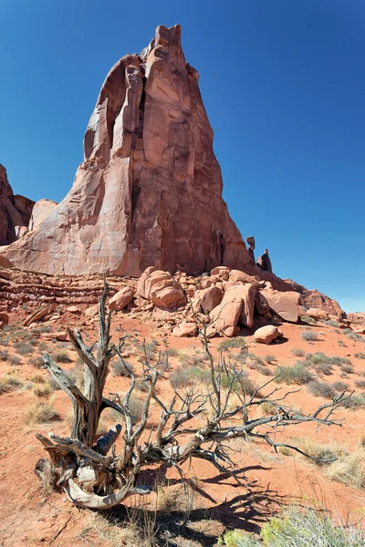 Rote Felsen und Totholz — Stockfoto