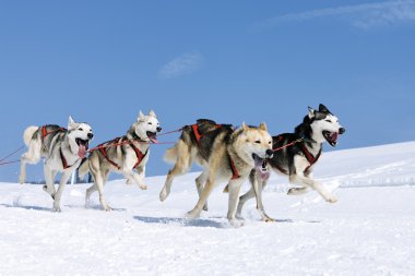 Karda sportif köpekler